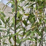 Bambus čierny (Phyllostachys nigra) - výška 150-175 cm, kont. C10L (-16°C)
